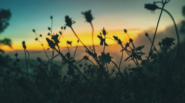 Foto silhouettenpflanzen wachsen bei sonnenuntergang auf dem feld