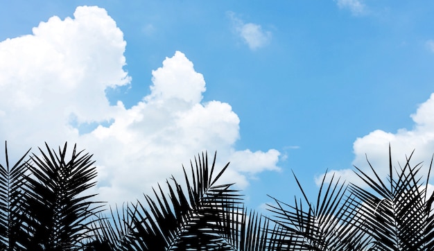 Silhouettieren Sie Palmblatt auf blauem Himmel mit Wolke im Sommer