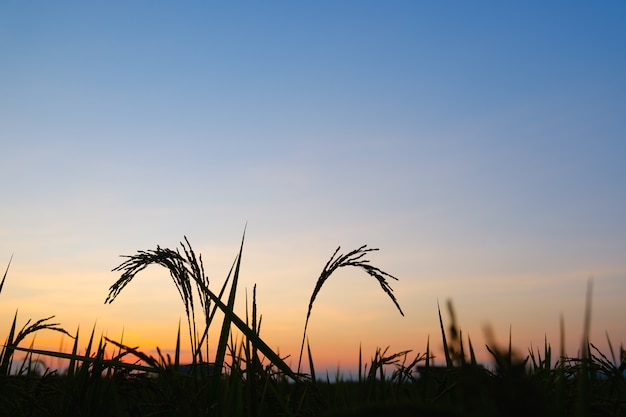 Silhouettieren Sie Reissonnenuntergang- oder -sonnenaufgangzeit mit Kopienraum