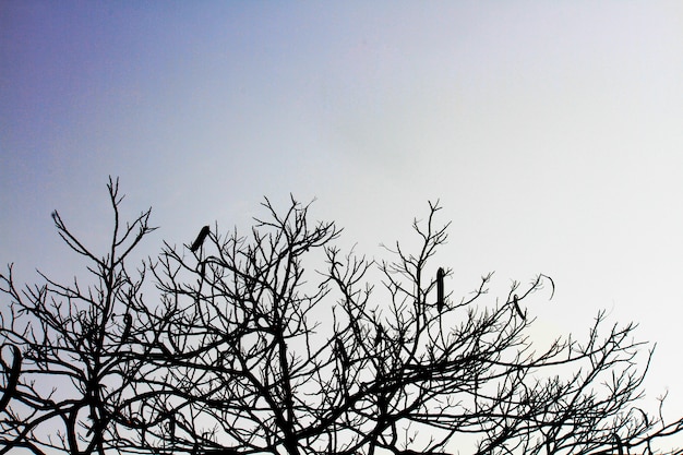 Silhouettieren Sie trockenes Niederlassungsschattenbild auf dunklem Himmel