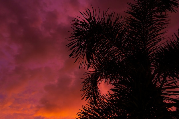 Silhouettiert von einer Palme auf dem Hintergrund eines ungewöhnlichen feurig roten tropischen Sonnenuntergangs.