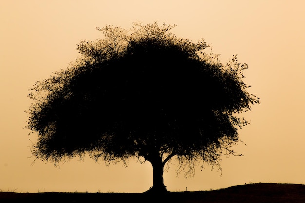 Foto silhueta de árbol en el campo contra el cielo despejado durante la puesta de sol