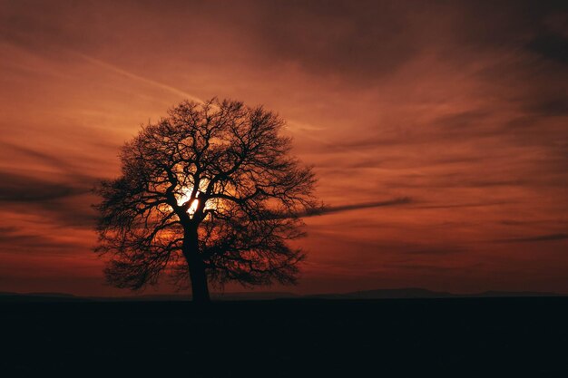 Foto silhueta de árbol en el campo contra el cielo naranja