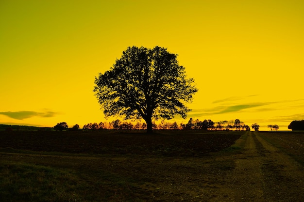 Silhueta de árbol en el campo contra el cielo durante la puesta de sol