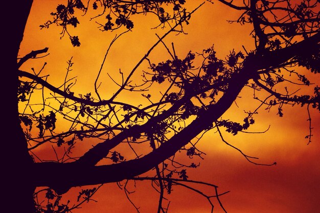 Foto silhueta de árbol contra el cielo panorámico