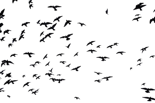 Foto silhueta de una bandada de palomas volando sobre el fondo del cielo