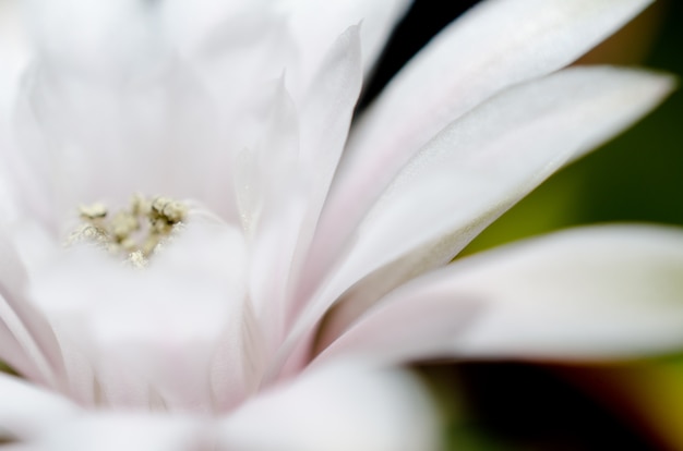 silhueta borrada de uma flor branca como se estivesse brilhando no escuro