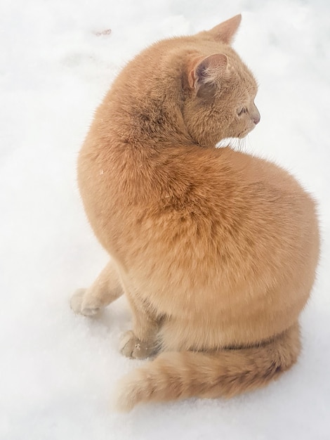 Silhueta, close-up de um gato vermelho, vista de costas, contra o fundo de neve na rua, foto vertical.