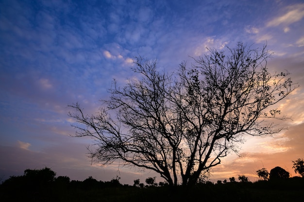 Silhueta da árvore à luz do pôr do sol à noite