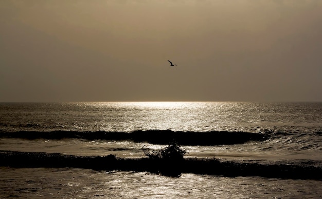 Silhueta da gaivota contra a luz do sol