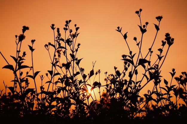 Foto silhueta da grama com o sol à noite. o conceito de beleza natural