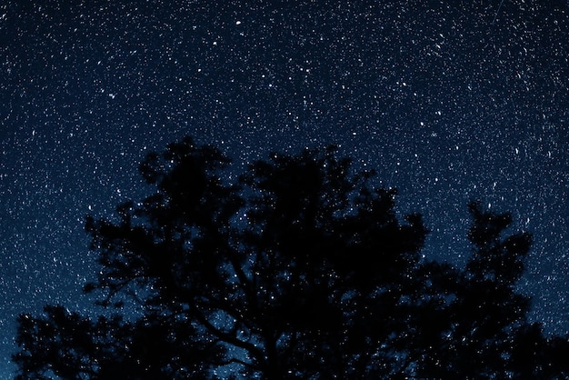 Silhueta das árvores contra o pano de fundo do céu noturno. Céu noturno com estrelas.