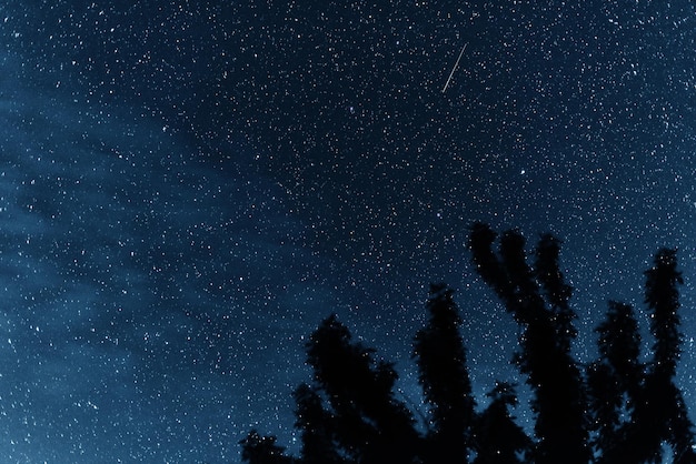 Silhueta das árvores contra o pano de fundo do céu noturno. Céu noturno com estrelas.