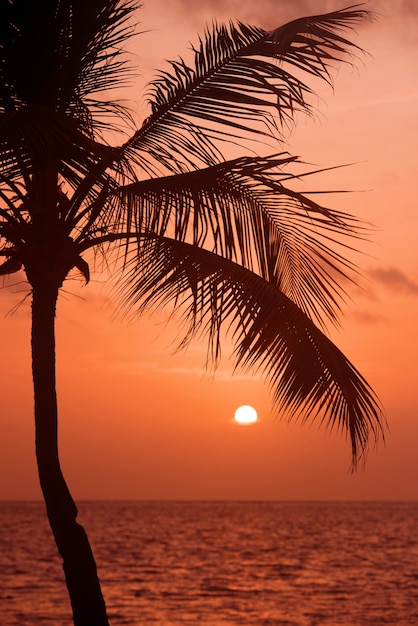 Silhueta das palmeiras na praia tropical do sol. pôr do sol laranja.