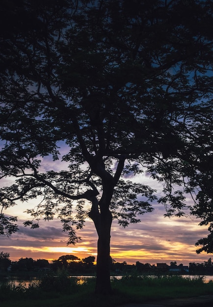 Silhueta de árvore ao pôr do sol ao lado do lago do rio bela paisagem natural