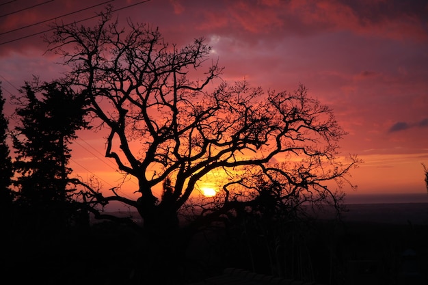 Silhueta de árvore contra o céu dramático durante o pôr-do-sol