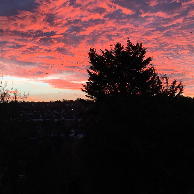 Foto silhueta de árvore contra o céu dramático durante o pôr-do-sol