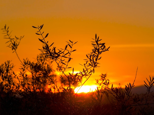 Foto silhueta de árvore contra o céu dramático durante o pôr-do-sol