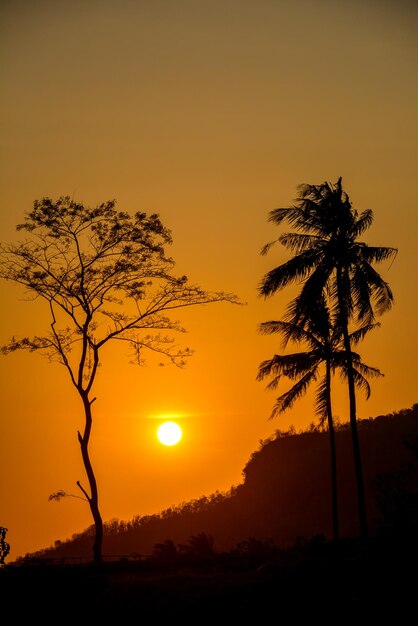 Foto silhueta de árvore contra o céu durante o pôr-do-sol