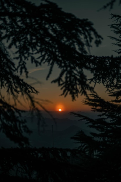 Foto silhueta de árvore contra o céu durante o pôr do sol