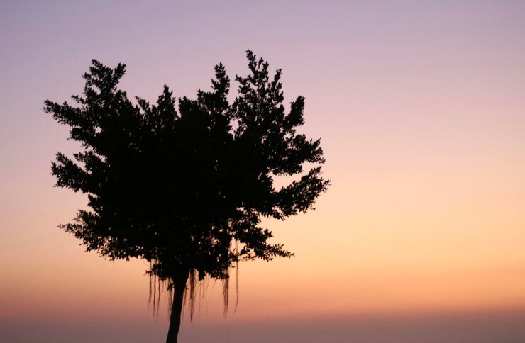 Foto silhueta de árvore contra o céu durante o pôr do sol