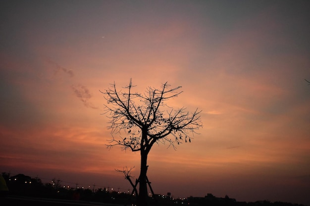 Foto silhueta de árvore contra o céu durante o pôr do sol