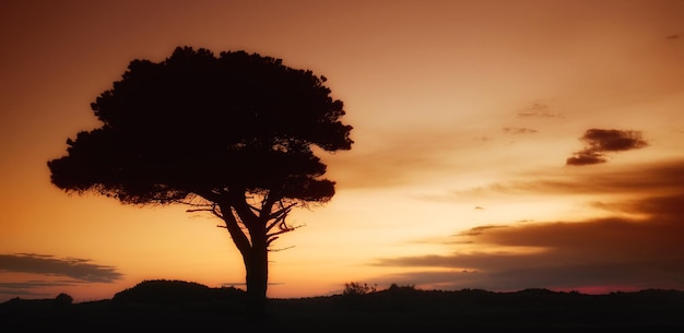 Foto silhueta de árvore contra o céu durante o pôr do sol