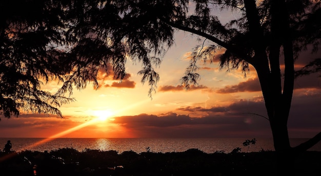 Foto silhueta de árvore contra o céu laranja durante o pôr do sol