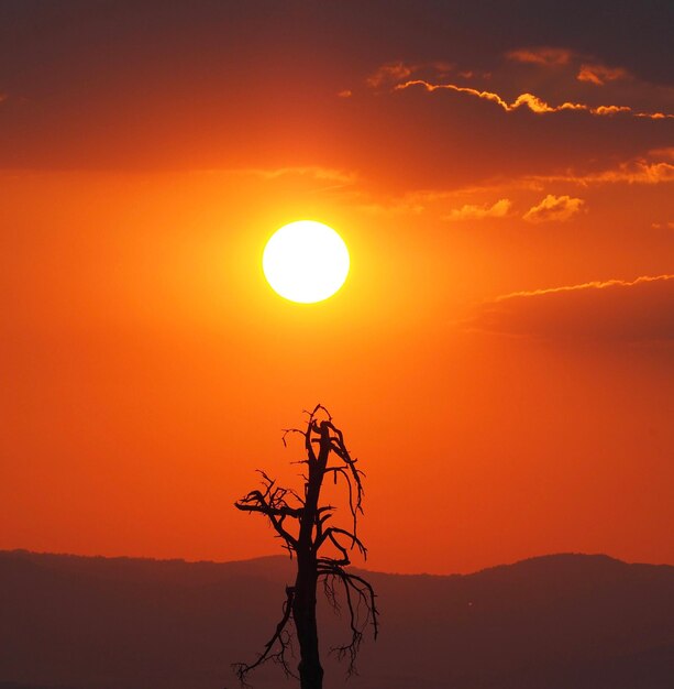 Foto silhueta de árvore contra o céu laranja