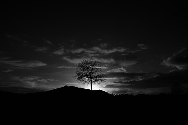 Foto silhueta de árvore contra o céu