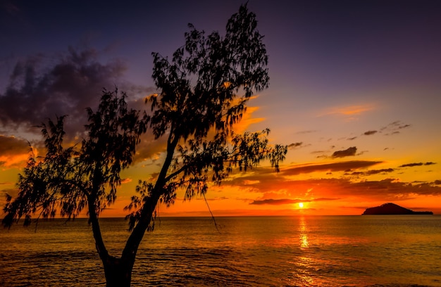 Silhueta de árvore contra o mar calmo ao pôr-do-sol