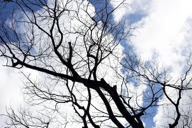 Silhueta de árvore de galhos mortos com céu azul e nuvem