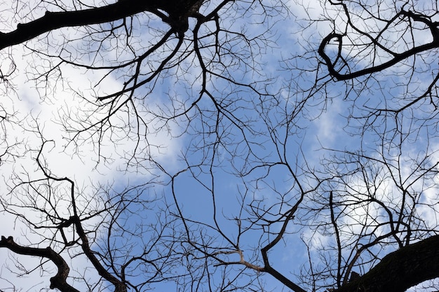 Silhueta de árvore de galhos mortos com céu azul e nuvem