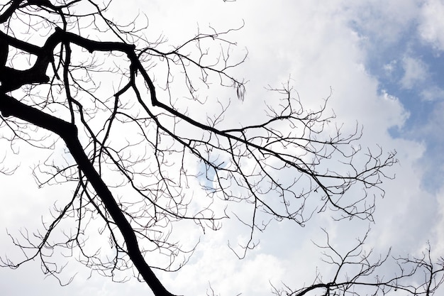 Silhueta de árvore de galhos mortos com céu azul e nuvem