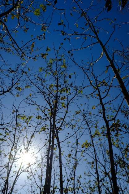 silhueta de árvore de teca decídua e céu azul. fundo natural. floresta seca. luz solar.