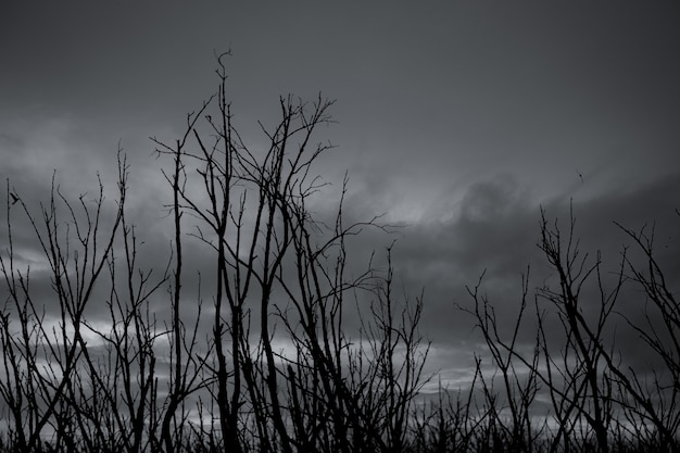 Silhueta de árvore morta no céu escuro dramático e nuvens cinzentas.