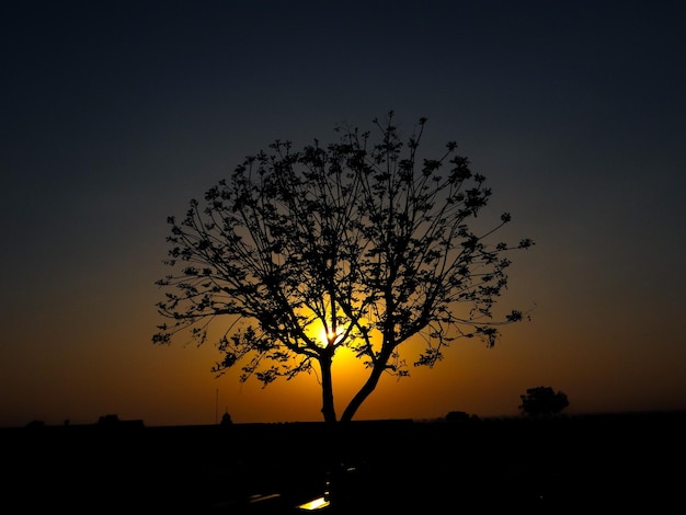 Foto silhueta de árvore na paisagem ao pôr-do-sol