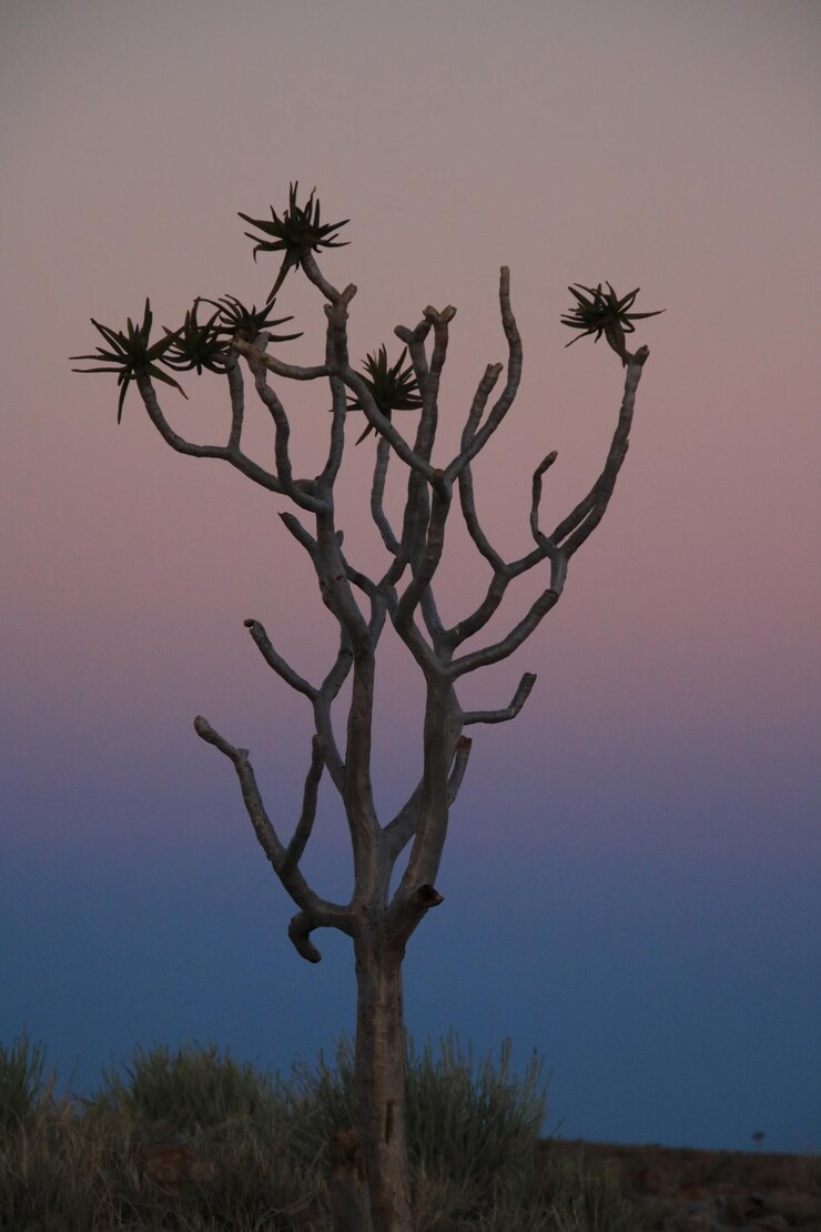 Foto silhueta de árvore no campo contra o céu ao pôr do sol