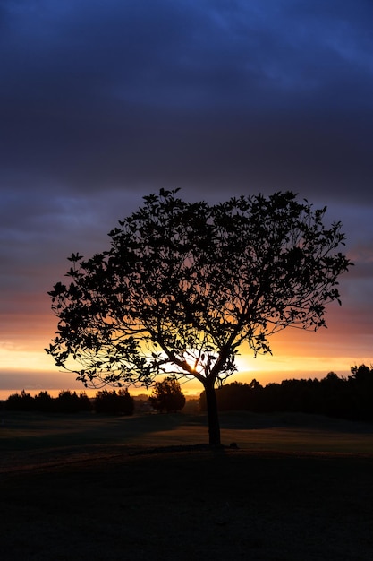 Foto silhueta de árvore no campo contra o céu ao pôr-do-sol