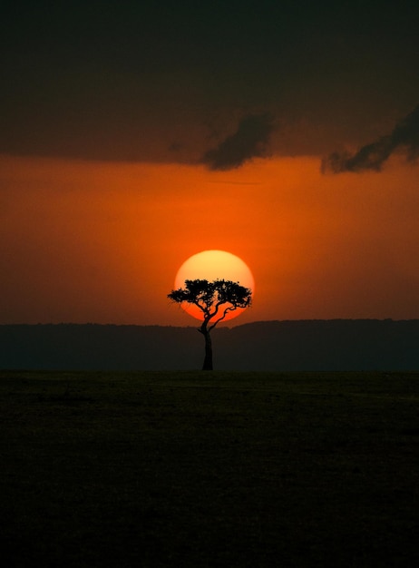 Silhueta de árvore no campo contra o céu laranja