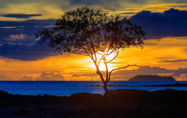 Silhueta de árvore no mar contra o céu durante o pôr-do-sol