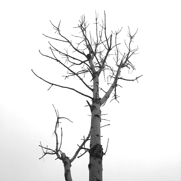 Foto silhueta de árvore nua contra o céu claro