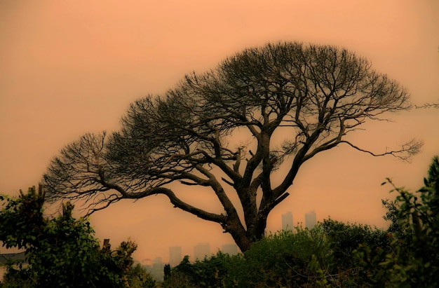 Foto silhueta de árvore nua contra o céu laranja