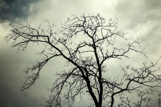 Silhueta de árvore nua contra o céu Árvore sem folhas