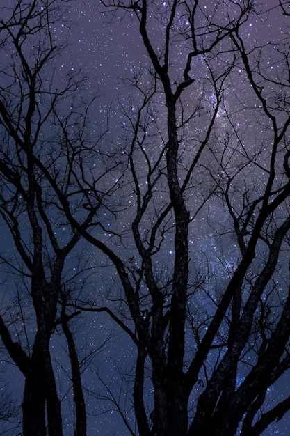 Silhueta de árvore seca à noite com fundo de céu estrelado