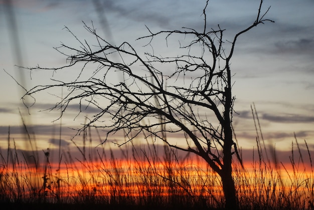 Silhueta de árvore seca com pôr do sol vermelho