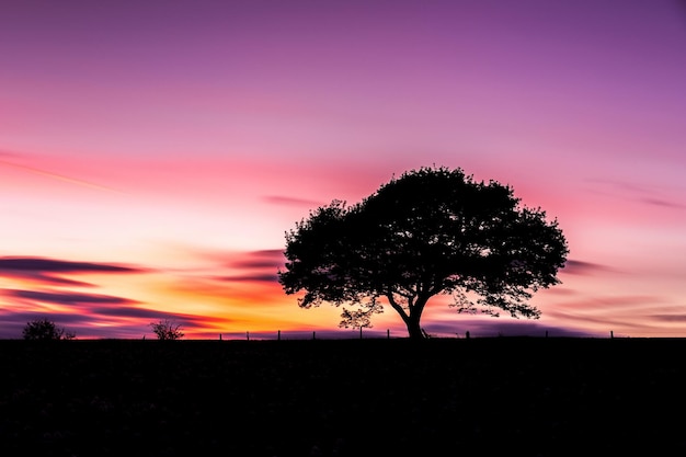 Silhueta de árvore velha sozinha no pôr do sol colorido no verão no parque nacional de Eifel