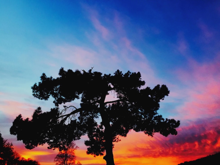 Foto silhueta de árvores ao pôr-do-sol