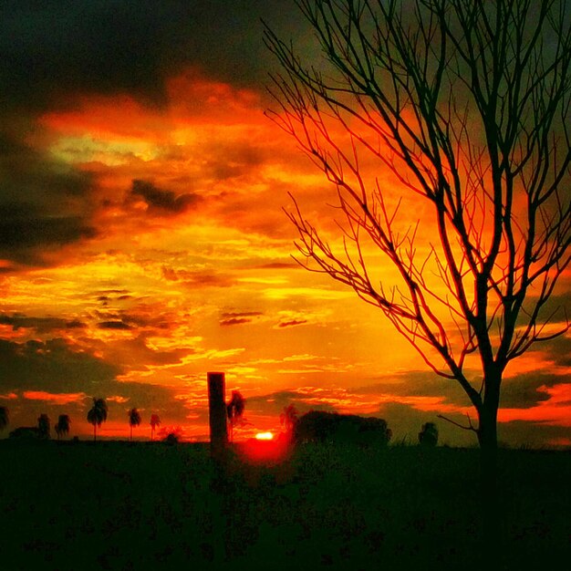 Foto silhueta de árvores ao pôr-do-sol