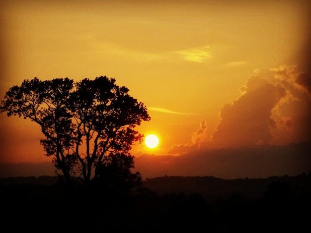 Foto silhueta de árvores ao pôr-do-sol